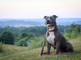 Smiling gray dog sits on top of scenic hillside